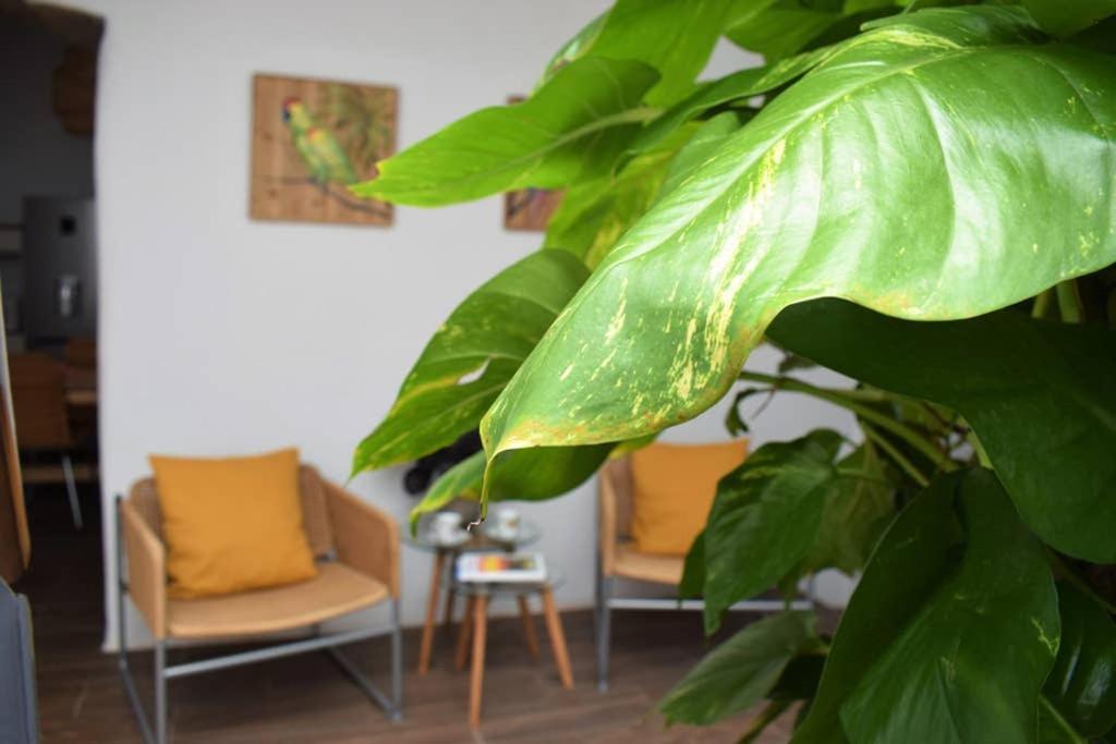 La Casa Vieja Villa Arafo Buitenkant foto